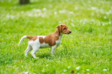 Jack Russel Terrier dog outdoors in the nature on grass meadow on a summer day