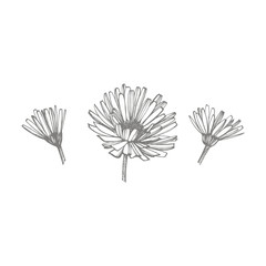 Calendula or daisy flower. Botanical illustration. Good for cosmetics, medicine, treating, aromatherapy, nursing, package design, field bouquet. Hand drawn wild hay flowers.