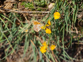 mariposas de España