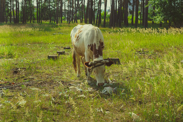 Cow grazing in a green meadow in summer. A cow on a green rural field. Feeding and breeding of...