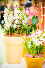 Orchid flower. Phalaenopsis orchid. beautiful flowers