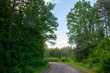 Fototapeta na wymiar Droga przez las