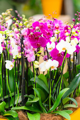 beautiful Phalaenopsis orchid flowers. beautiful flowers