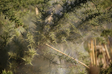 Telas de araña