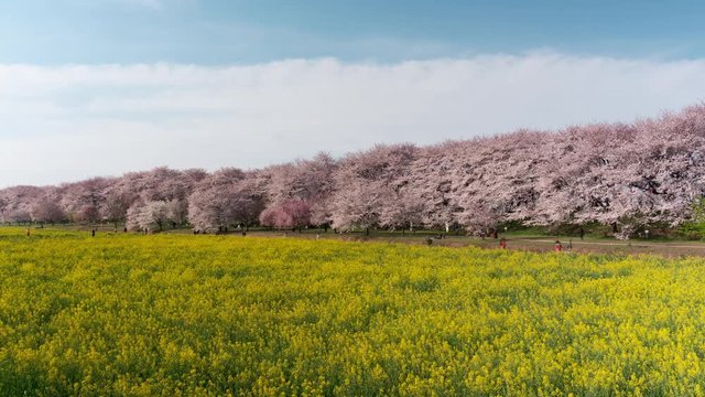 Cherry Blossoms over Fields of Rapeseed Blossoms and People Enjoying the Flowers (time lapse/panning): Shot at Gongendo, Satte City, Saitama Pref., Japan
