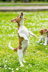 jack russell dog on grass meadow