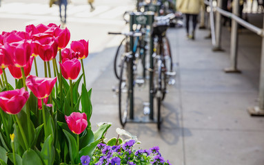 Red tulips on blur city street background. Sunny spring day in New York city.
