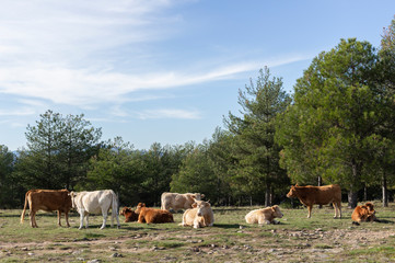 Cows resting in a meadow surrounded by pine trees