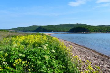 Russia, Vladivostok, yellow flowers of Barbarea in one of the bays on the island of Shkot in June....