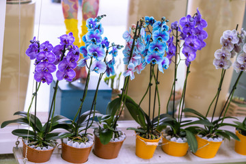 orchid branch with blue flowers