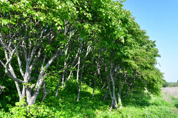 Fototapeta premium Russia, Vladivostok. Deciduous forest on the island of Shkot in june