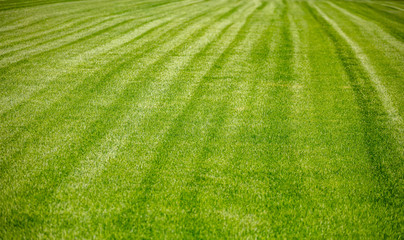 Green grass background, texture, sunny spring day.