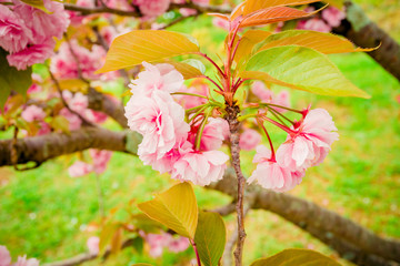 spring landscape  with flowering flowers on meadow