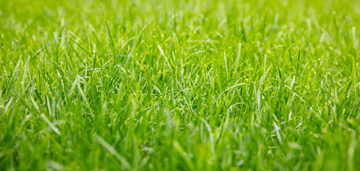 Green grass background, texture, sunny spring day. Close up view