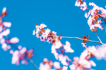 cherry blossom sakura in spring time over blue sky