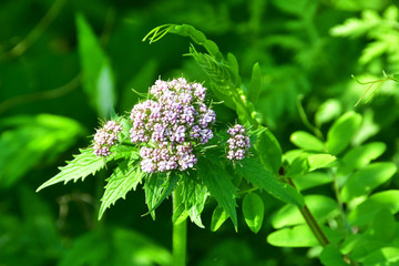 Russia, Vladivostok, flora of the island of Shkot. Valeriana, (Valeriana alternifolia)