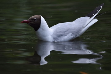 Black headed gull reflection