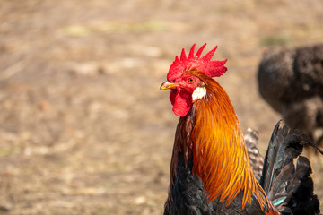 a close-up of a colorful rooster on a chicken farm