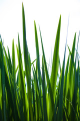 Green grass isolated on the white background