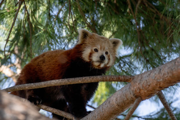 Panda rojo descansando en un pino piñonero