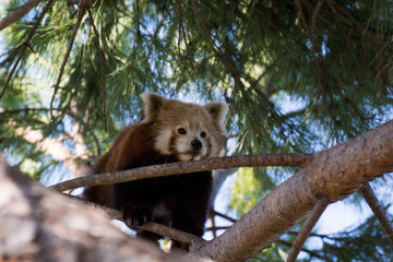 Panda rojo descansando en un pino piñonero