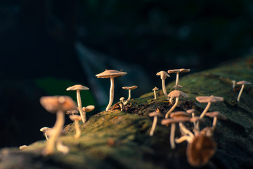 Small mushrooms that are born on decayed timber in the forest