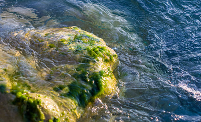 stones with green algae in clear sea water