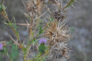 gray-green spines sunny summer day