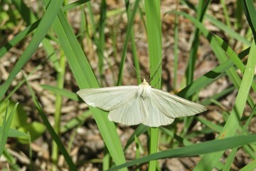 Beautiful white black-veined moth (siona lineata) on grass, closeup