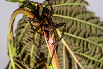 Brown spider on a green leaf.