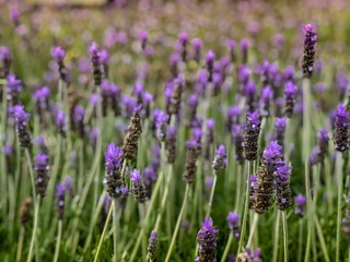 field of lavender