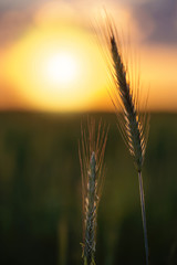 Image with wheat