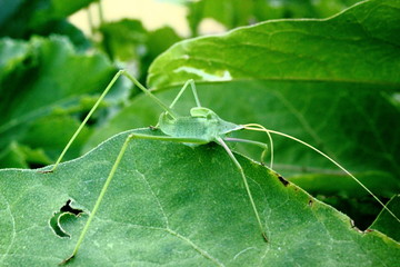 closeup of green long leg stick insect on a leaf © William Richardson
