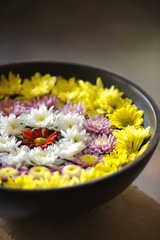 Flowers on the water in a black bowl