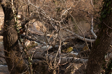 The tumbled-down trees at the mountain river