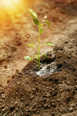 Planting pepper seedlings. Planting a young plant of pepper in brown soil