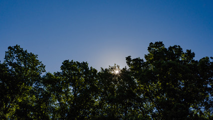 Green trees leaves, sun shining through