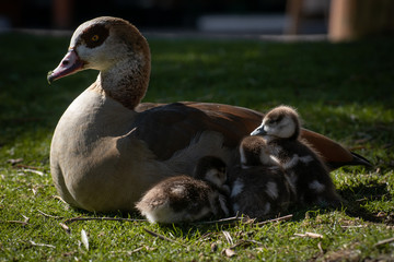 Oca del Nilo adulta o ganso egipcio con sus pollos