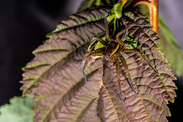 Brown spider on a brown leaf.