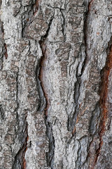 View of the bark of an old large tree at close range