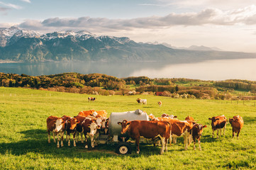 Fototapeta na wymiar Many young cows graze on alpine pasture with amazing view of swiss lake Geneva on background