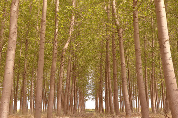 FOREST OF POPLARS WITH ITS LEAVES MOVED BY THE WIND