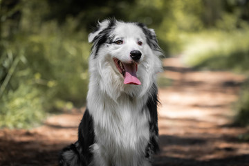 funny cute brittany spaniel puppy eating cherries and leaves 