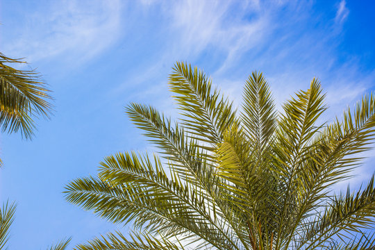 tropic nature scenery landscape of palm tree branches on blue sky white clouds background photography foreshortening from below 