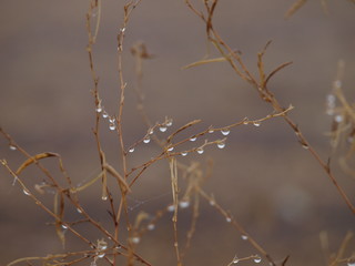 gotas de rocio
