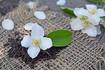 Fototapeta na wymiar Jasmine flowers and fresh tea on wooden background and burlap.