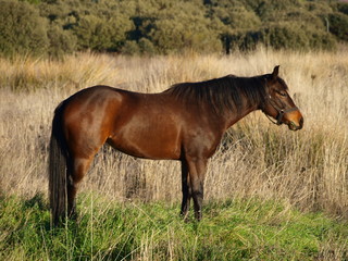 Fototapeta premium caballo pastando