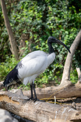 Ibis sagrado o Ibis egipcio conocido como el dios Toth