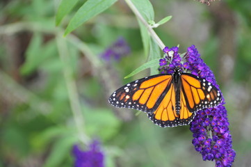 Monarch Butterfly on Blue Flower