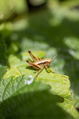 grasshopper on leaf